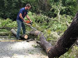 Trusted Berlin, OH Tree Care  Experts