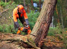  Berlin, OH Tree Services Pros