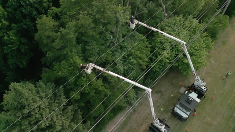 Best Fruit Tree Pruning  in Berlin, OH